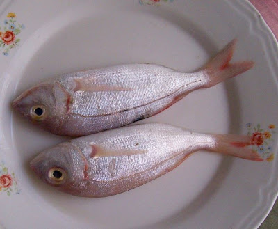Pagellus erythrinus