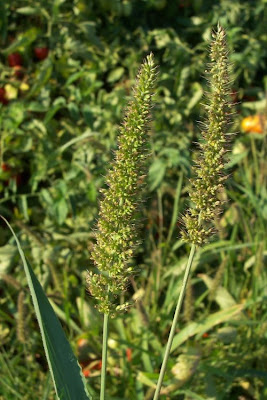 Hibrid Bristle Grass