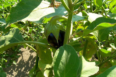 Brinjal eggplant