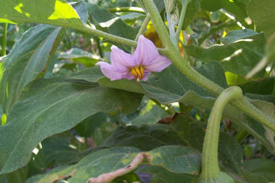 Brinjal eggplant