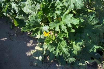 Field pumpkin