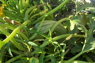 Field pumpkin