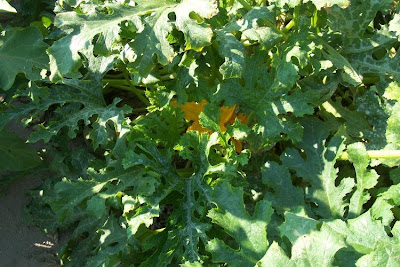 Field pumpkin