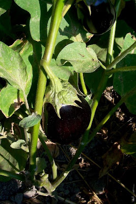 Brinjal eggplant