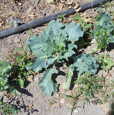Brassica oleracea var. capitata,
cabbage,
chou cabus,
chou pomm&eacute;,
chou rouge,
col,
gan lan,
lombarda,
red cabbage,
repolho,
repollo,
Rotkohl,
Wei&szlig;kohl,
white cabbage