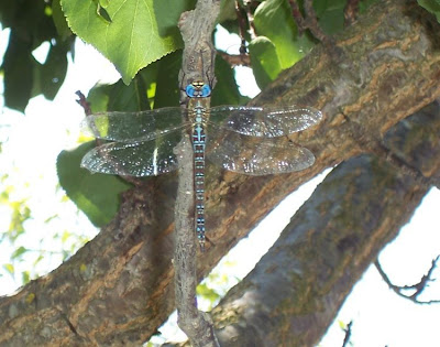 Aeshna affinis