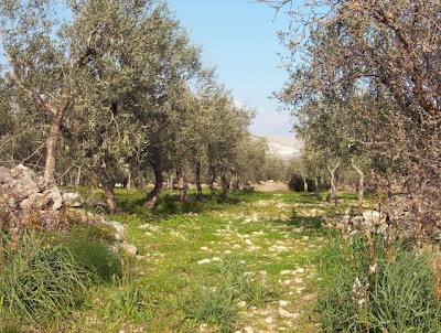 Manfredonia, Oliveto nella zona Scaloria
