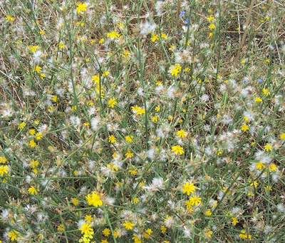 Chondrilla juncea L.