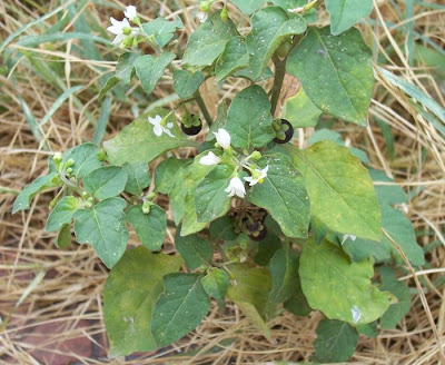 Garden nightshade