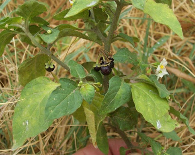 Garden nightshade