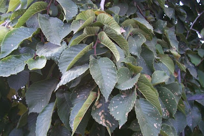 European hop-hornbeam