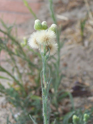 Flax-leaf fleabane
