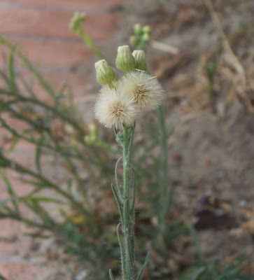 Flax-leaf fleabane