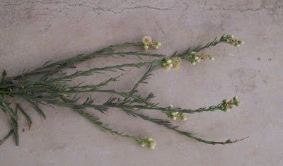 Flax-leaf fleabane
