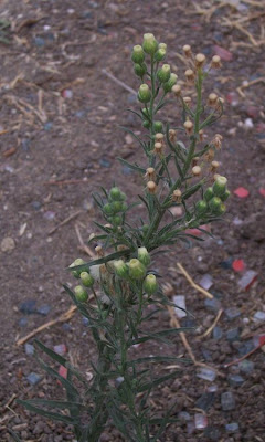 Flax-leaf fleabane