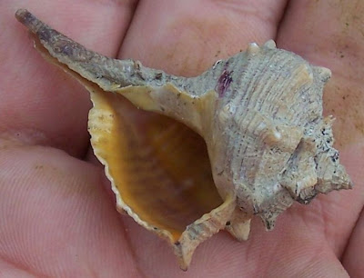 Bolinus brandaris Bolinus brandaris