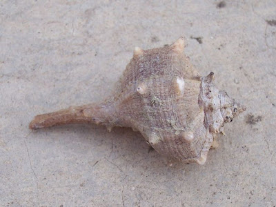 Bolinus brandaris Bolinus brandaris
