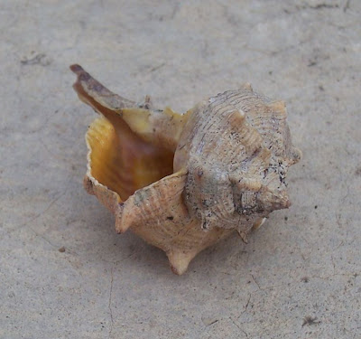 Bolinus brandaris Bolinus brandaris