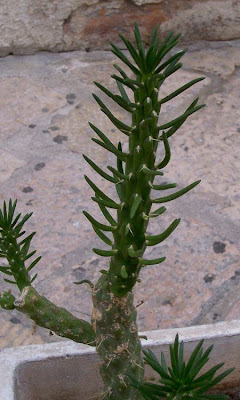 Cane cactus