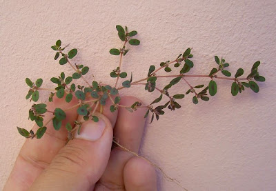 Chamaesyce maculata (L.) Small