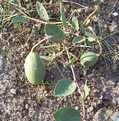 Caper Plant Caper Plant