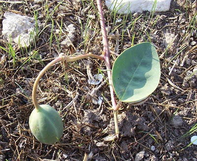 Caper Plant Caper Plant