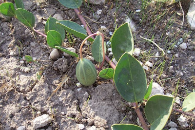 Caper Plant Caper Plant