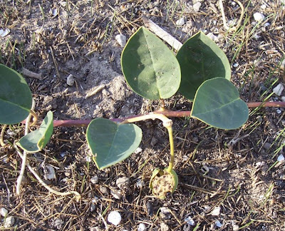 Caper Plant Caper Plant