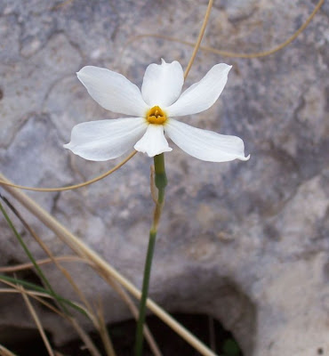Narcissus serotinus L.