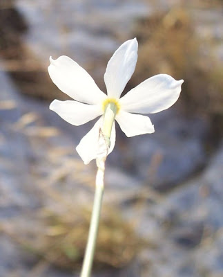 Narcissus serotinus L.