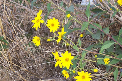 Casta�a de tierra