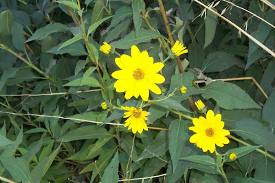 Casta�a de tierra