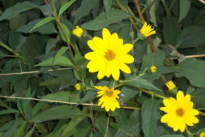 Casta�a de tierra