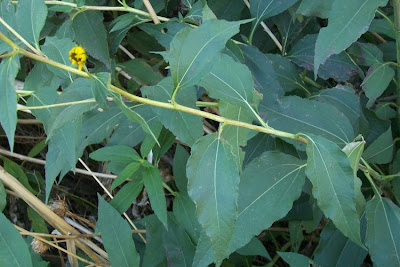 Casta�a de tierra