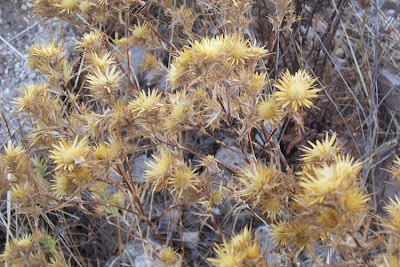 Clustered Carline Thistle