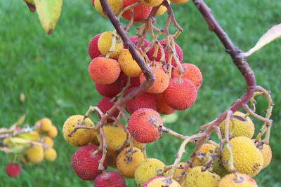 Corbezzolo Corbezzolo