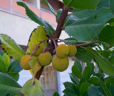 Corbezzolo Corbezzolo