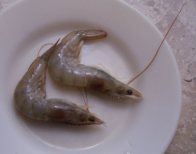 Common shrimp