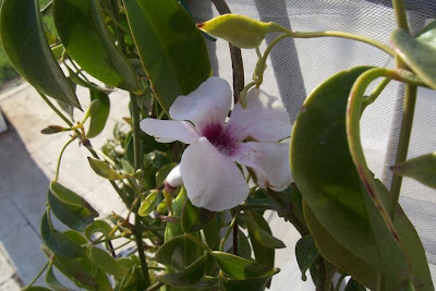 Bignonia jasminoides