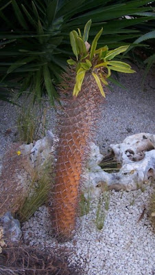 Pachypodium lamerei,
palmeira-de-Madagascar,
paquip&oacute;dio