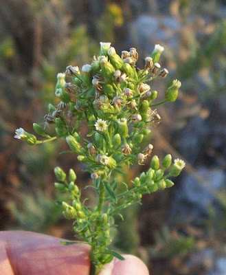 Erigeron del canada