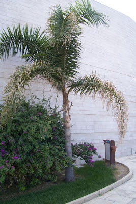 Queen palm