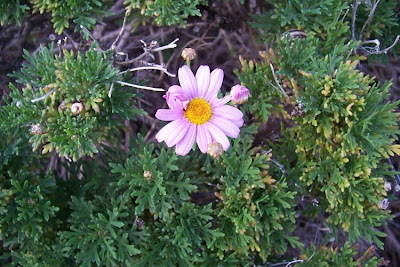 Brachyscome iberidifolia,
Swan River daisy