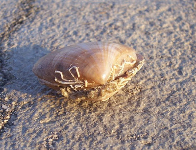 Mactra stultorum