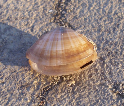 Mactra stultorum