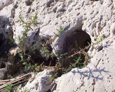Salsola soda L.