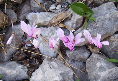 Neaopolitanisches Alpenveilchen