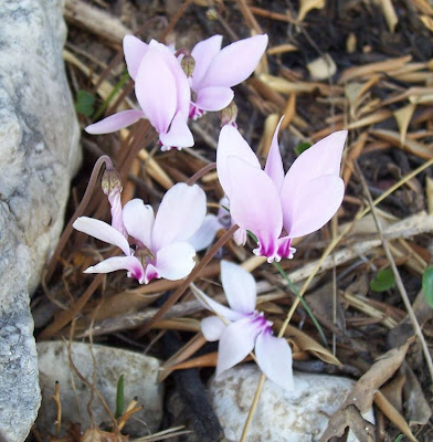 Neaopolitanisches Alpenveilchen
