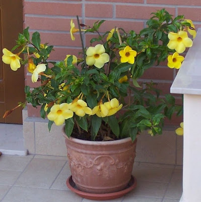 Golden-trumpet