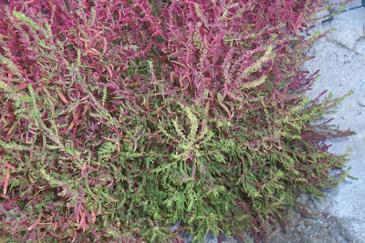 Bassia scoparia,
Besenkraut,
burningbush,
Granata comune,
hokigi,
kochia,
Mexican firebrush,
Mexican fireweed,
mirabel,
mirabela,
mock cypress,
Summer Cypress,
summer-cypress